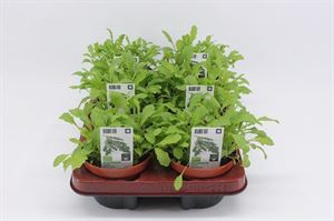 Afbeelding van Rucola